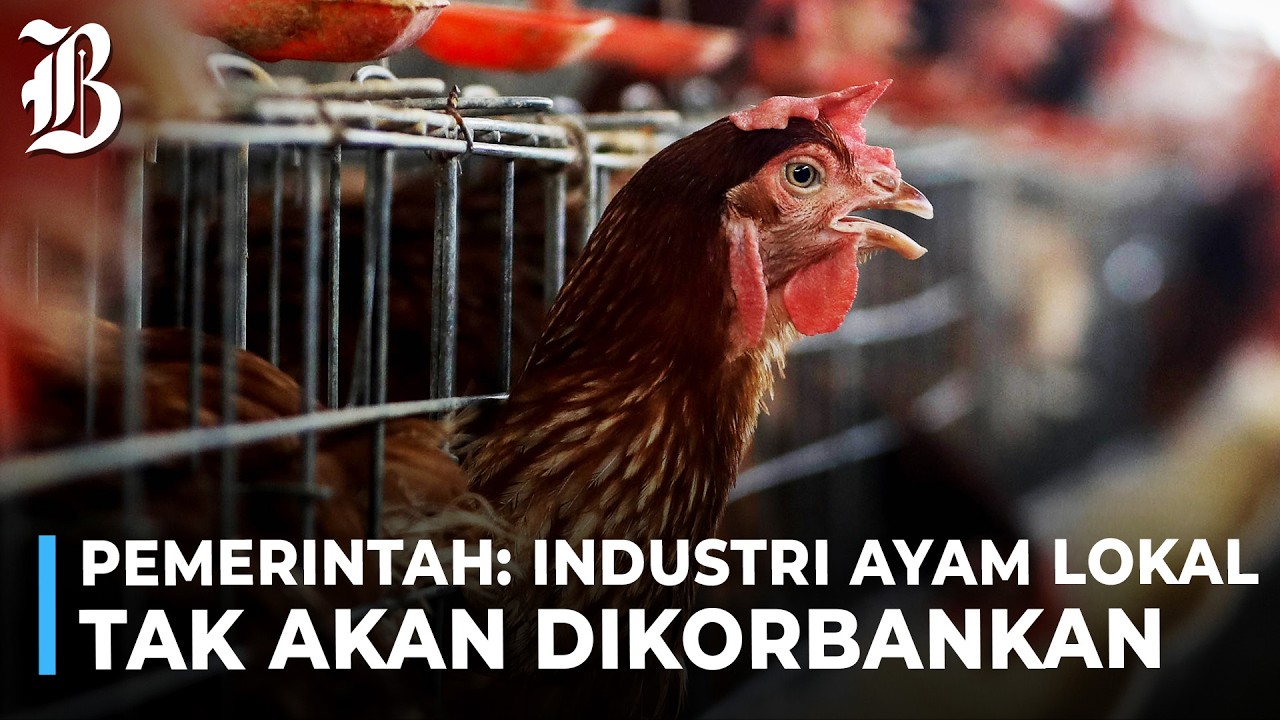RI Impor 580.000 Bibit Ayam dari AS, Peternak Lokal Aman?