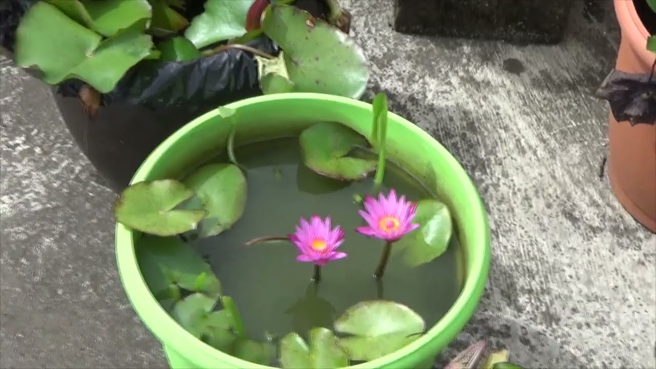 sembrando lotos y nenufares en el estanque y en contenedores
