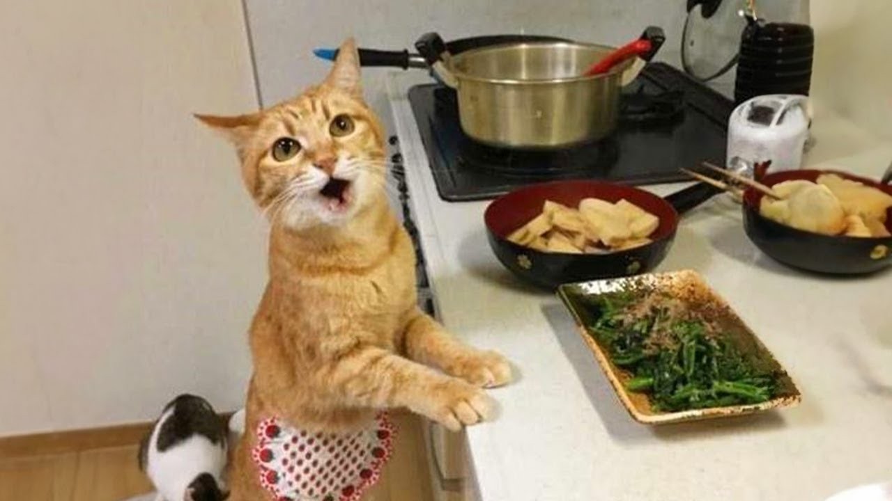 Эти самые смешные коты не перестают болтать 😂🐱
