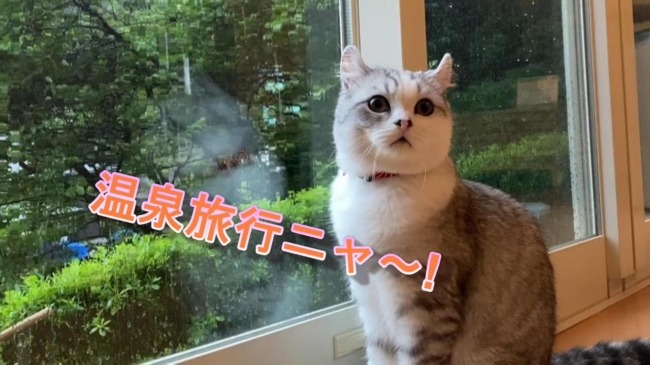 猫も泊まれる温泉付きコテージがオシャレすぎて楽しすぎたDays1