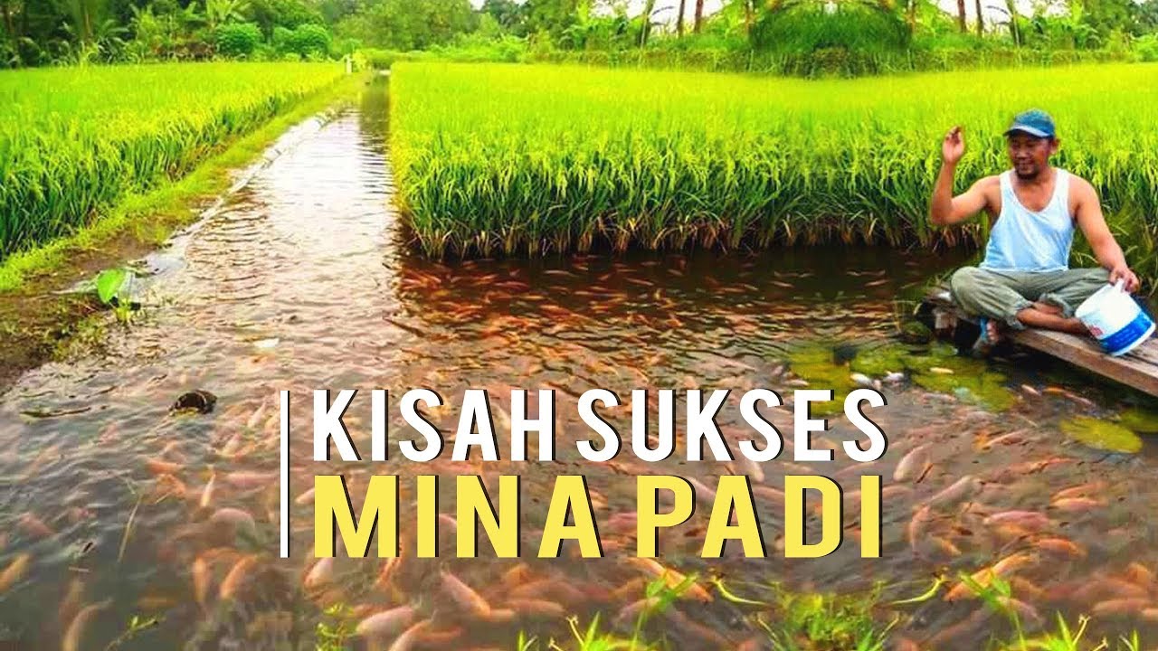 Kisah Sukses Mina Padi Petani Untung Berlipat dan Bisa Bangun Rumah