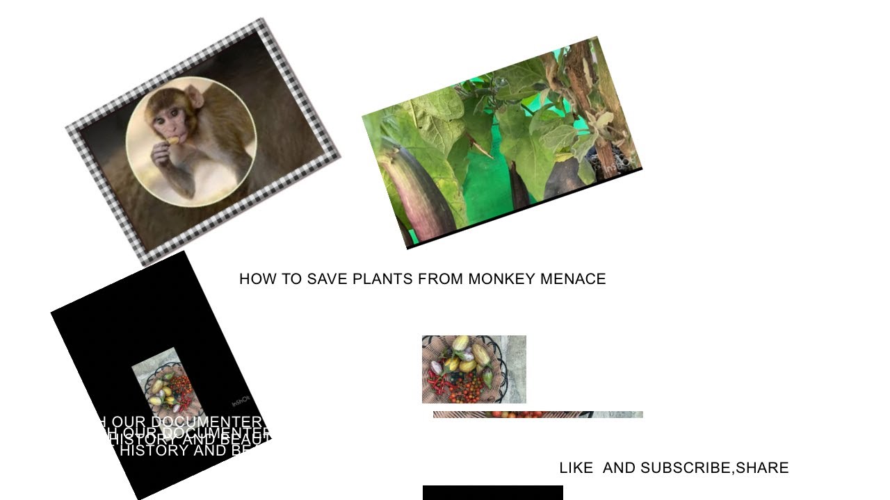 Tips for getting more fruits in your plants and tell your tips to save plants from monkeys?