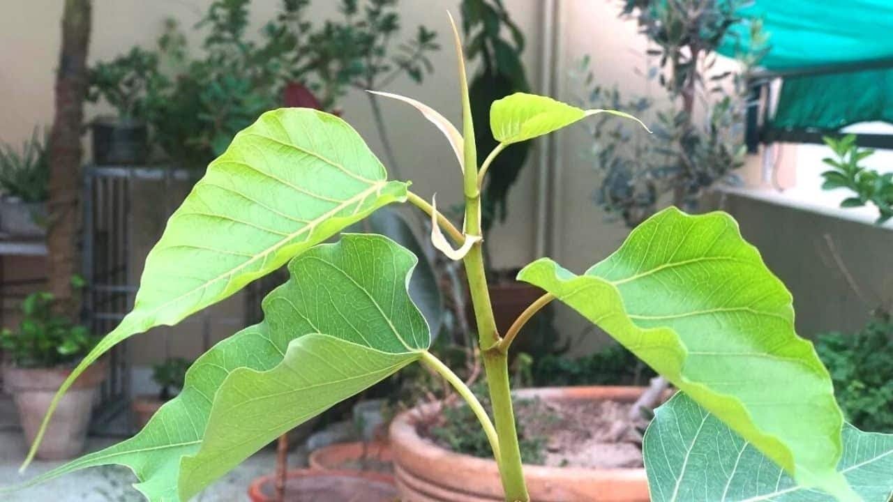 Ficus religiosa, Sacred fig or The Bodhi tree, Pippala tree, Peepal tree, Pipal tree, Ashvattha tree