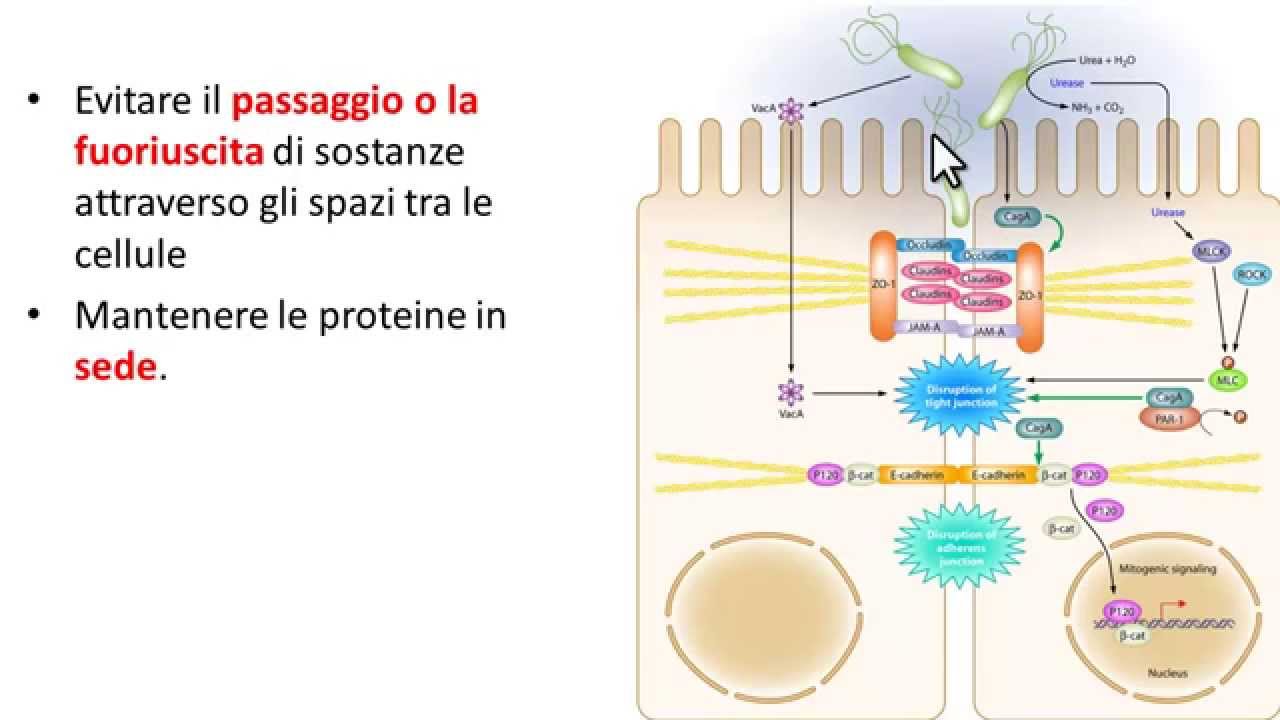 Giunzioni occludenti: giunzioni strette o tight junction