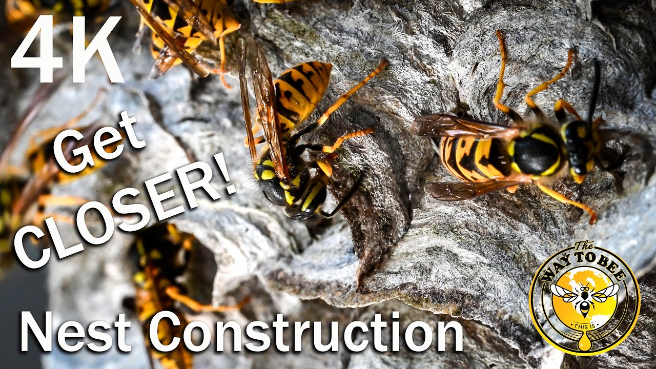 Yellowjacket Wasps Building Their Paper Nest, ASMR and 4K Video Sequences.
