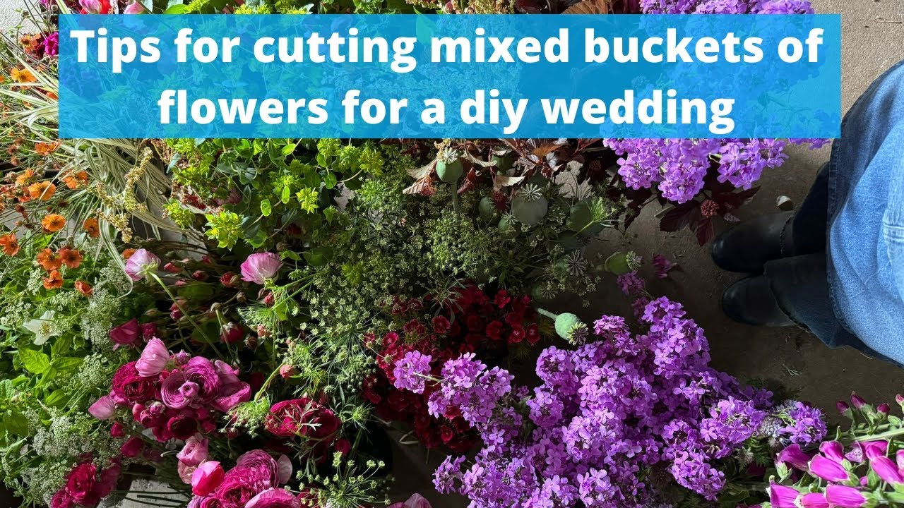 Good ideas for cutting a balance of flowers for a diy wedding