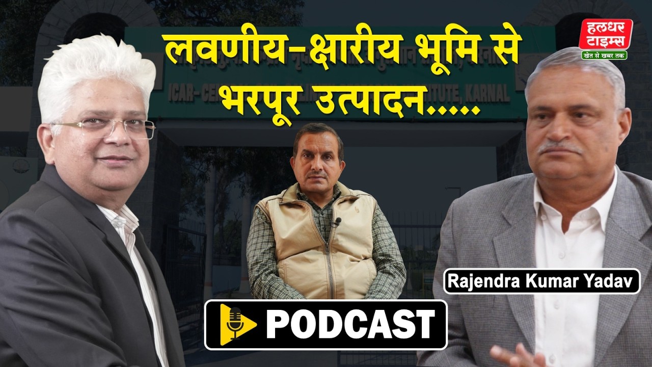 लवणीय ओर क्षारीय भूमि में फसल होगी पैदा। Haldhar Times।लवणीय भूमि।क्षारीय भूमि। Rajendra Yadav।#crop