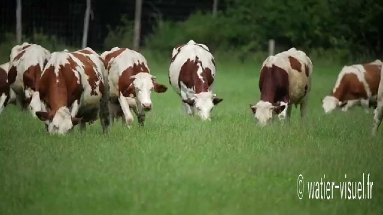 Vaches Montbéliardes en pâture sur un Rays-Grass Hybride