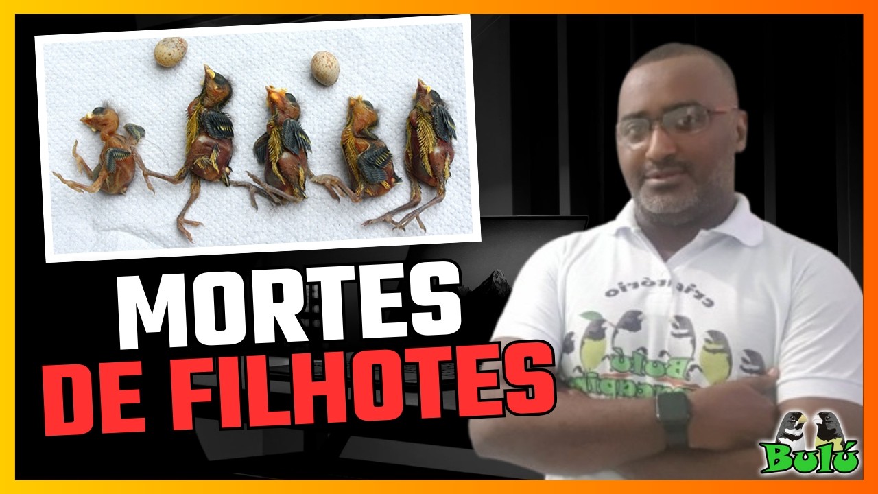 MORTES DE FILHOTES DE PÁSSAROS