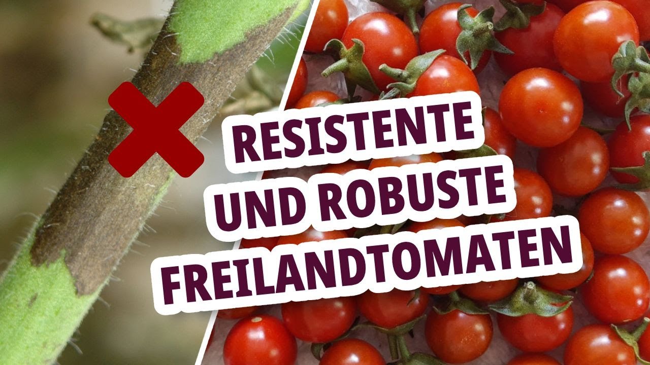 Kraut- und Braunfäule vermeiden - Resistente und robuste Freilandtomaten