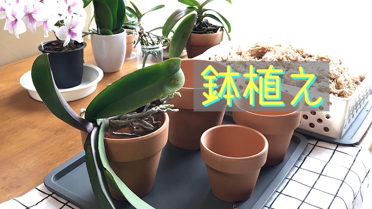 10月 ②干してある株を植えます。10月~年内までの育て方。贈答品の株。