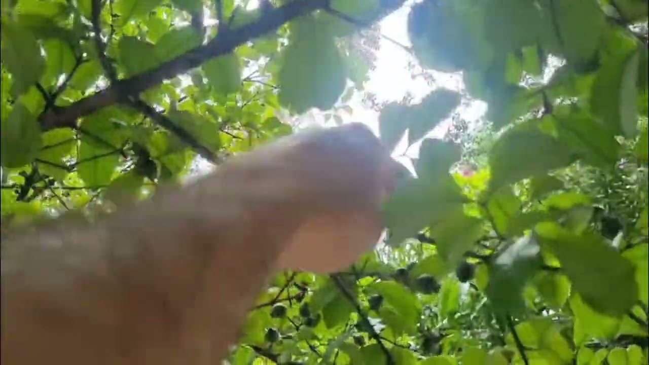 Goiaba x Araçá: Veja as Diferenças, Origem e Características das Frutas