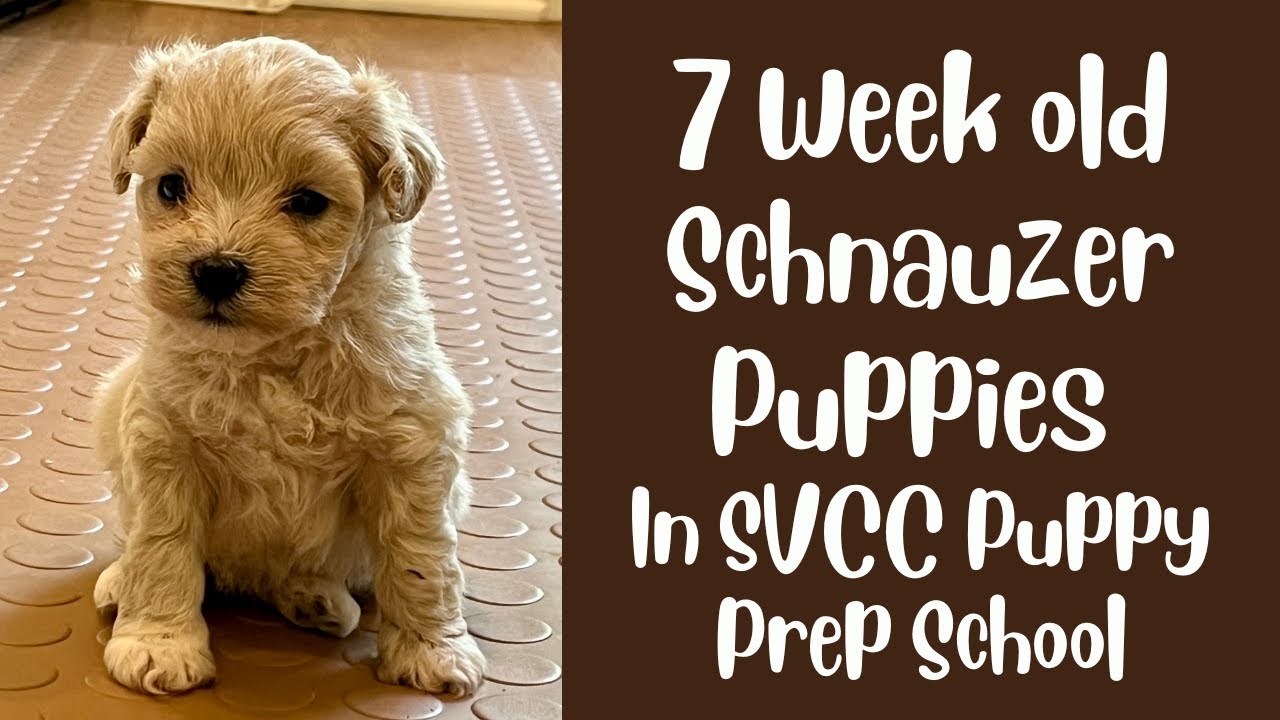 7 Week Old Schnauzer Puppies in SVCC Puppy Prep School