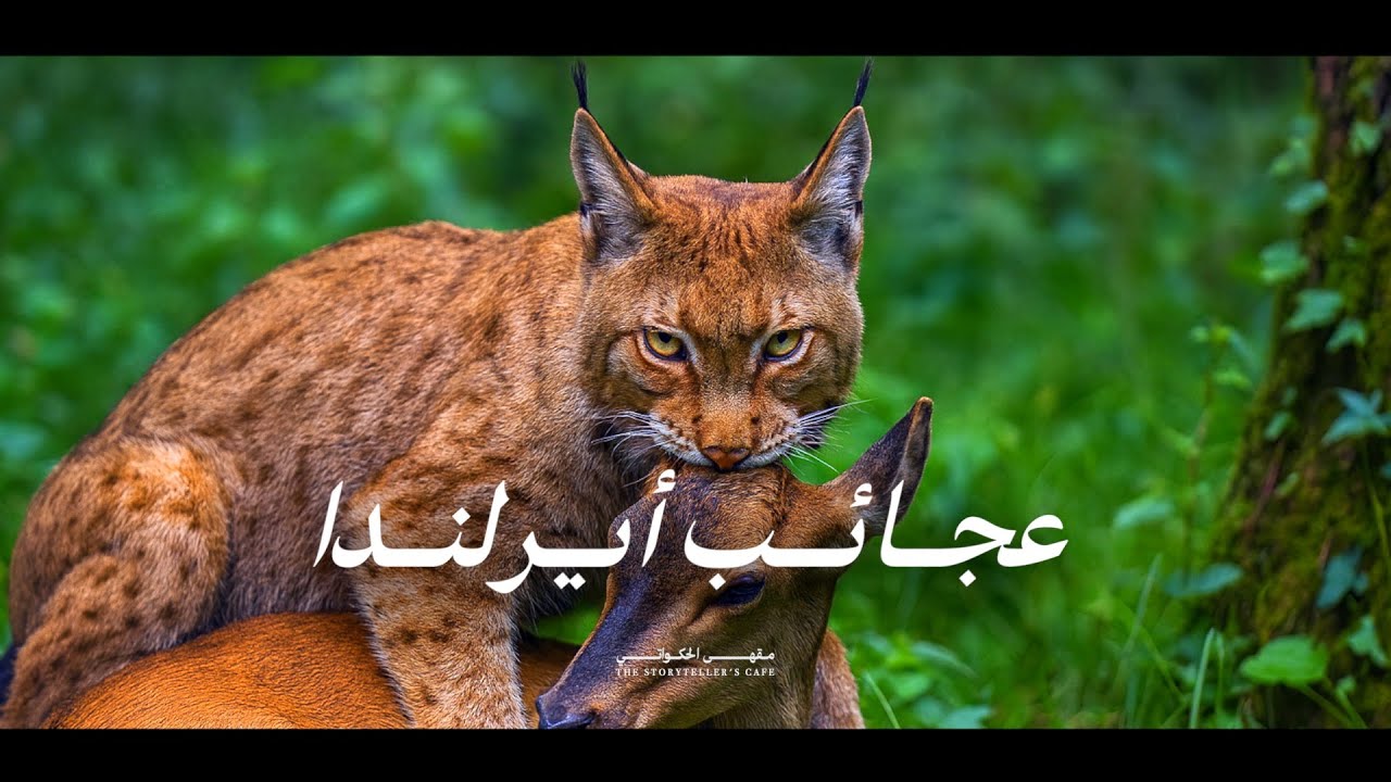 أسرار وعجائب أيرلندا ! الطبيعة الأكثر انعزلا في أوروبا ! القصّة كاملة  |  وثائقي