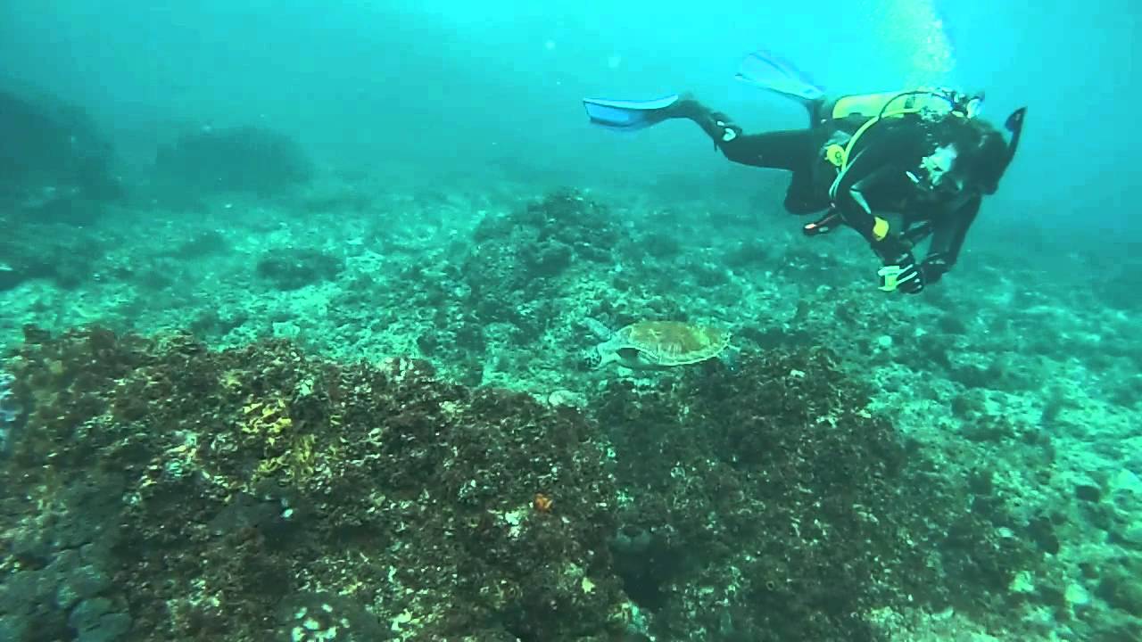 Diving at Julian Rocks
