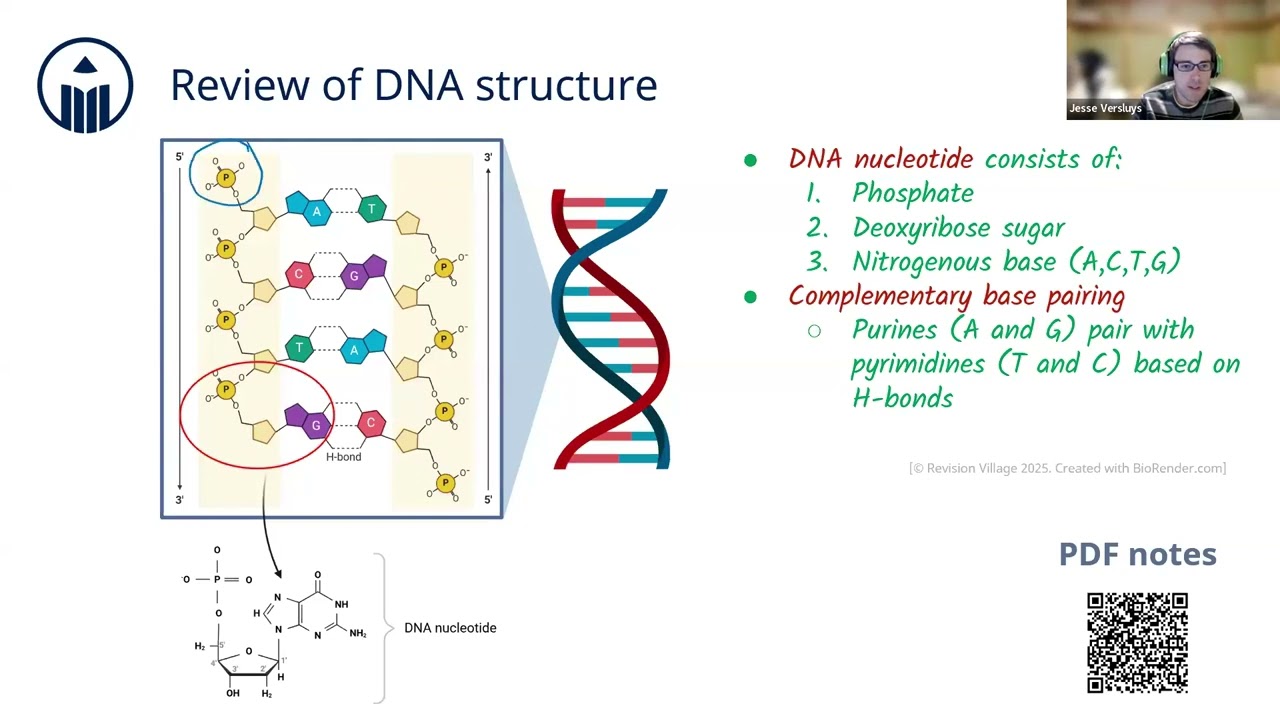RV Study Session - DNA Replication [IB Biology HL]