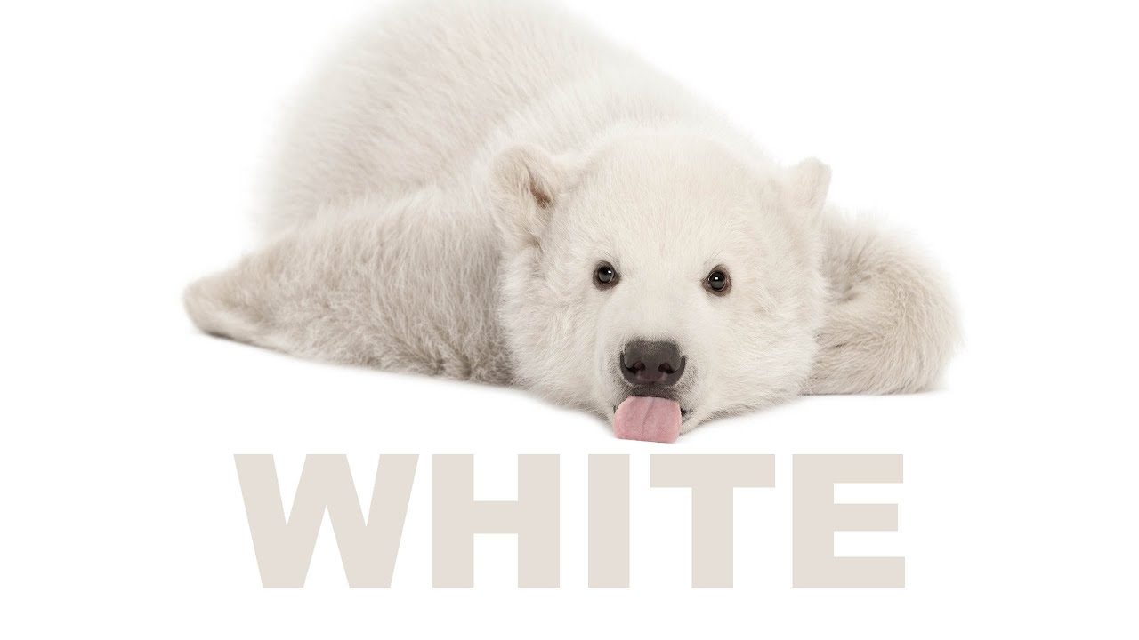 The colors, WHITE, color song, color video