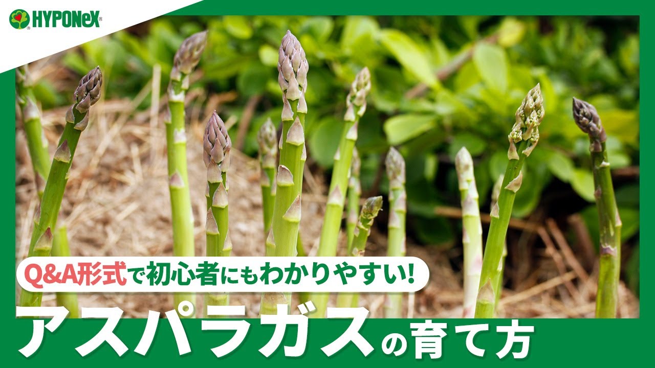 ☘167:アスパラガスの育て方｜美味しく収穫する方法は？年度別の管理方法もご紹介 【PlantiaQ&A】植物の情報、育て方をQ&A形式でご紹介