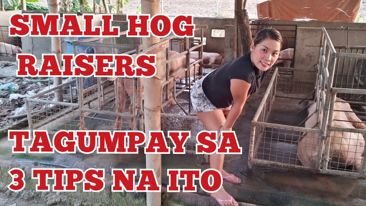 3 useful tips para maka-survived ang small hog raisers|Oonagh Backyard Farm