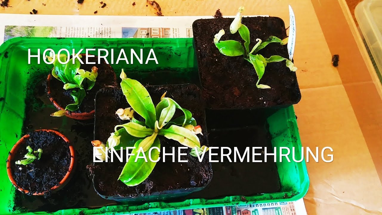 Karnivoren Vermehren | Nepenthes x Hookeriana teilen | Planticore