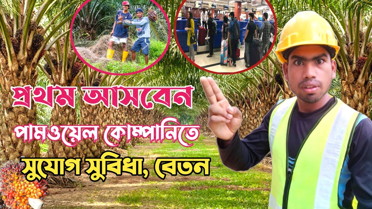 Malaysia palm oil work visa bangladesh | বিস্তারিত নতুন এসে পামওয়েল বাগানে কি কাজ করতে হবে