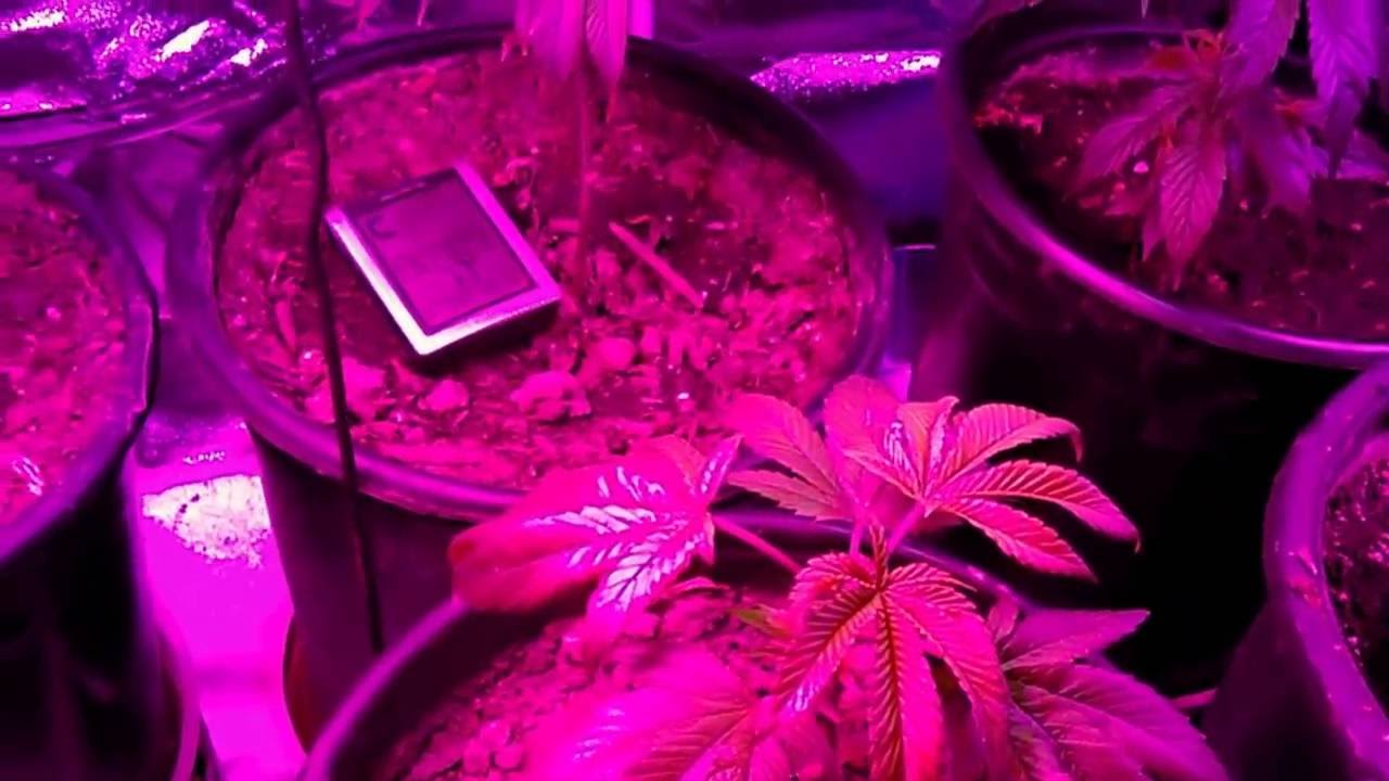 King plus led