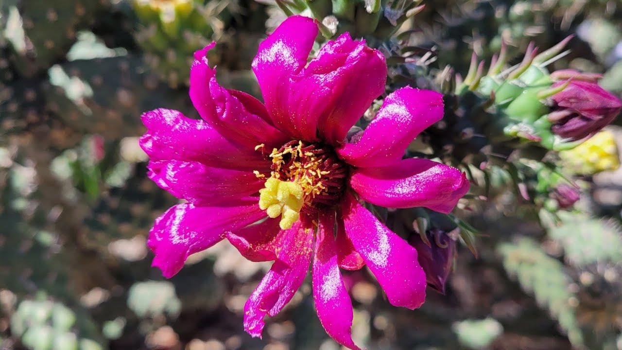 Cane Cholla cactus (Cylindropuntia Imbricata)/Viany Shy