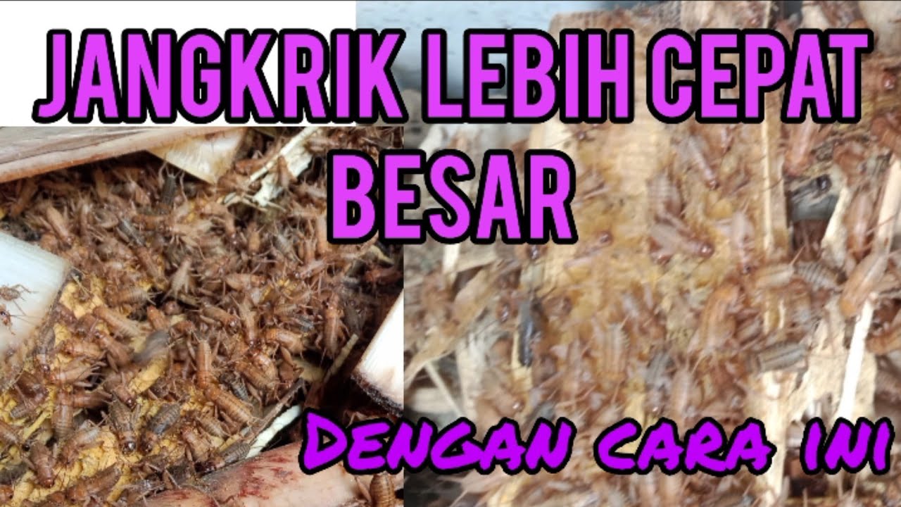 memberi pakan  jangkrik, usia 18 hari sampai panen
