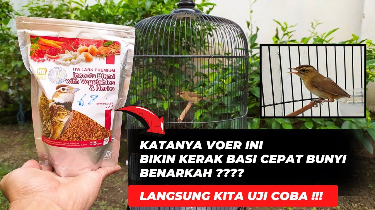 KATANYA VOER INI AMPUH BIKIN KERAK BASI CEPAT BUNYI❗OKE KITA TEST & BUKTIKAN FAKTANYA❗