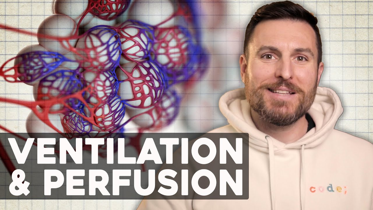 The Physics Behind Our Breath (Ventilation, Perfusion, and Partial Pressure) | Corporis