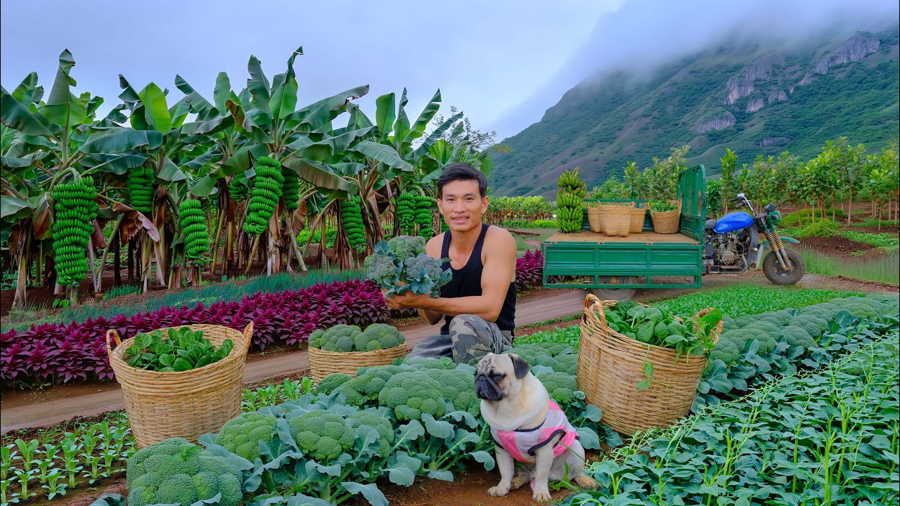 Rake Soil To Make Water Basins For Fruit Trees - Harvest Cauliflower, Broccoli, Bananas For Market