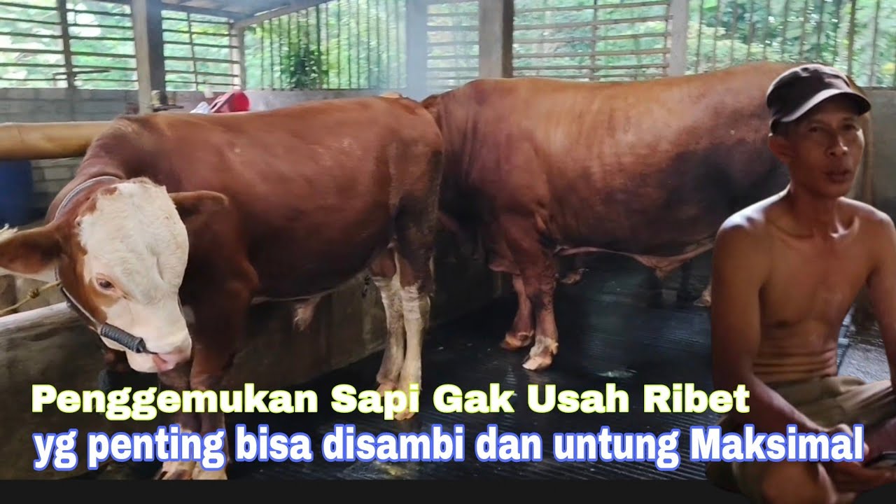 Trik dan Tips PENGGEMUKAN SAPI 4 BULAN PANEN HASIL MAKSIMAL !! Tanpa Ampas Tahu