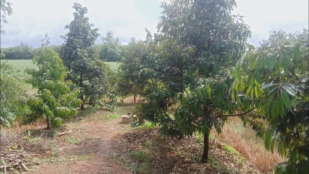 อัพเดททุเรียน.มือใหม่อายุ 6 ปี.ไม่ค่อยมีเวลาดูแลผ่านหรือไม่