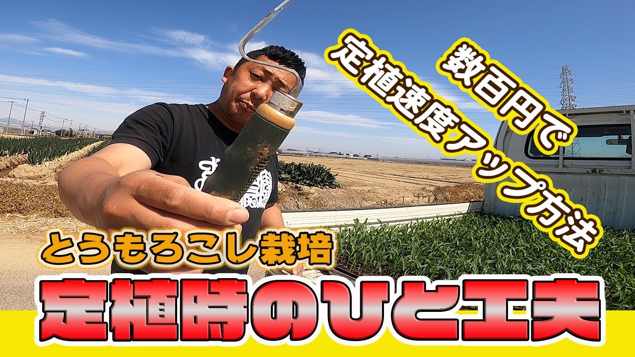 【定植速度アップ】とうもろこし定植の時に、ひと工夫！〜根の張りを変えよう