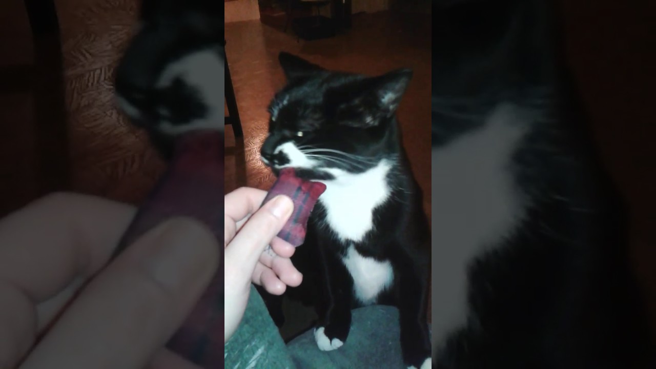 Manson and homemade catnip pillow