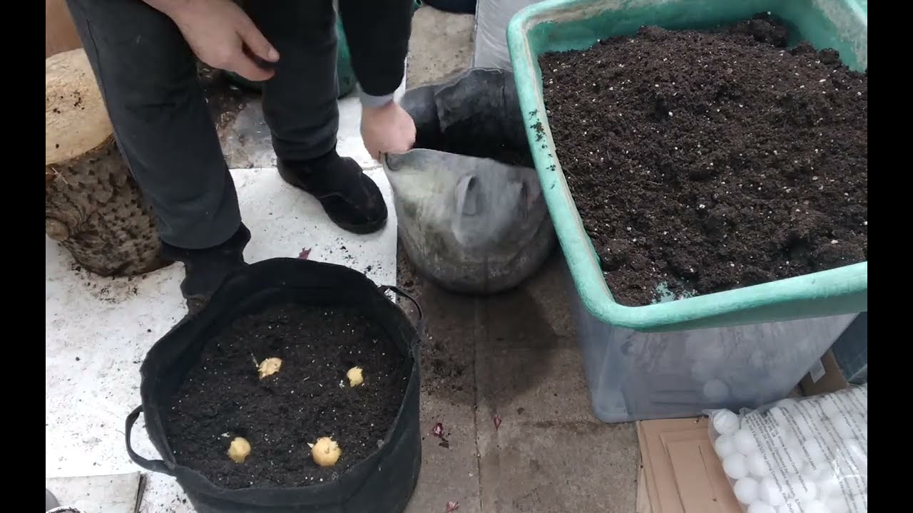 🥔 Emergency Planting Of My First Early Potatoes In February 🥔 🌱 How Do I Sow Small seeds 🌱