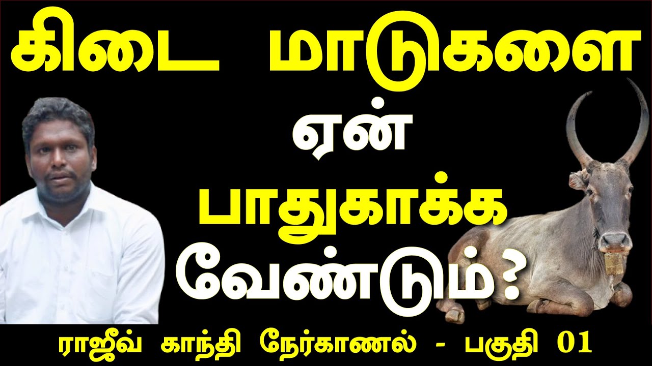 மேய்ச்சல் நிலங்களூம் இல்லை | மேய்ச்சல் தொழிலும் இல்லை | Rajivgandhi | #pastoralism #seeman