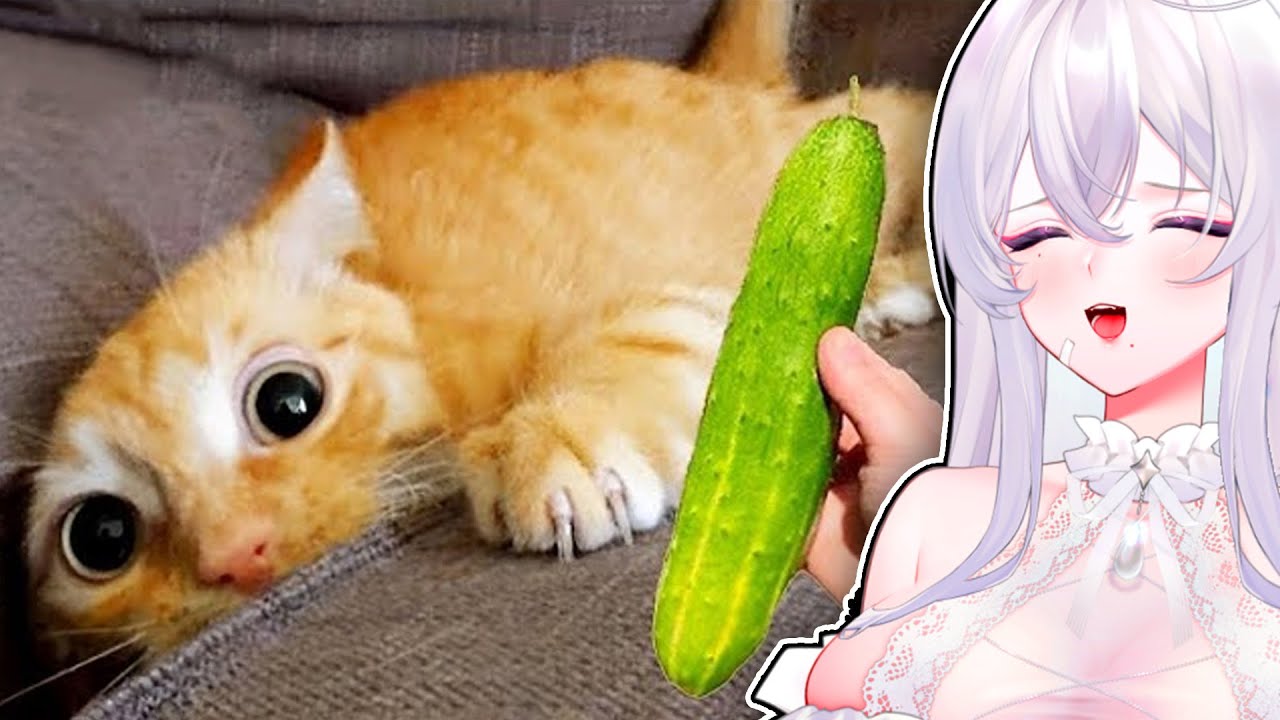 THIS IS SO SILLY... (r/FunnyVideos)