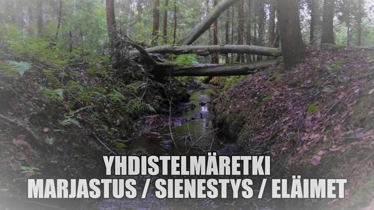 Retkeily ja ulkoilu. Yhdistelm&auml;retki sienestys / marjastus.