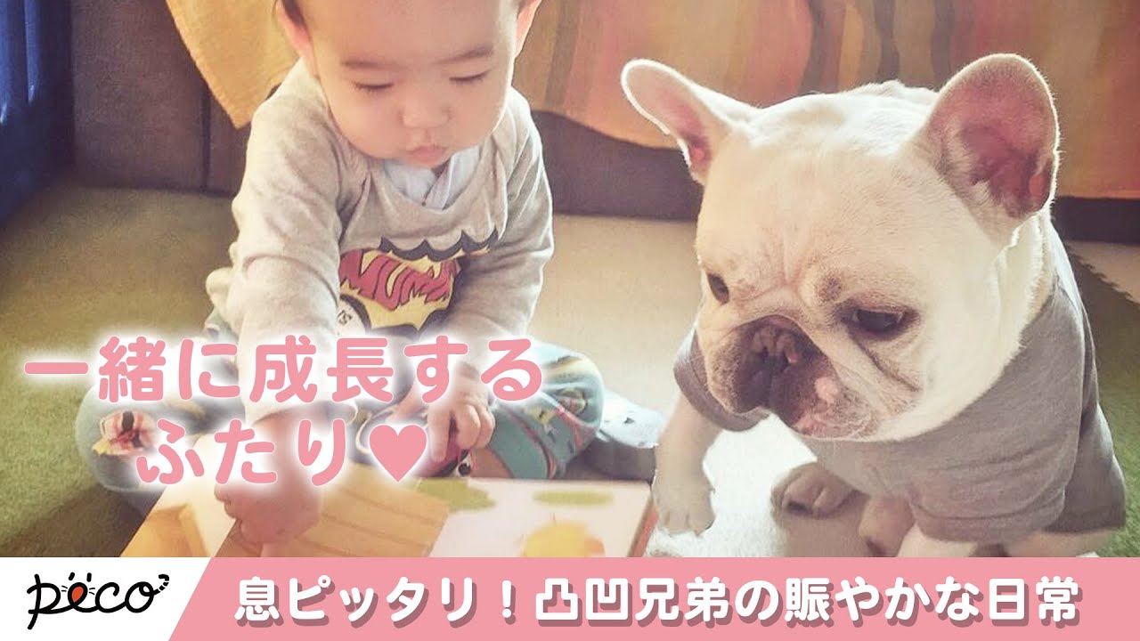 なんだかんだ息ぴったり！フレブル＆弟くんの “凸凹兄弟