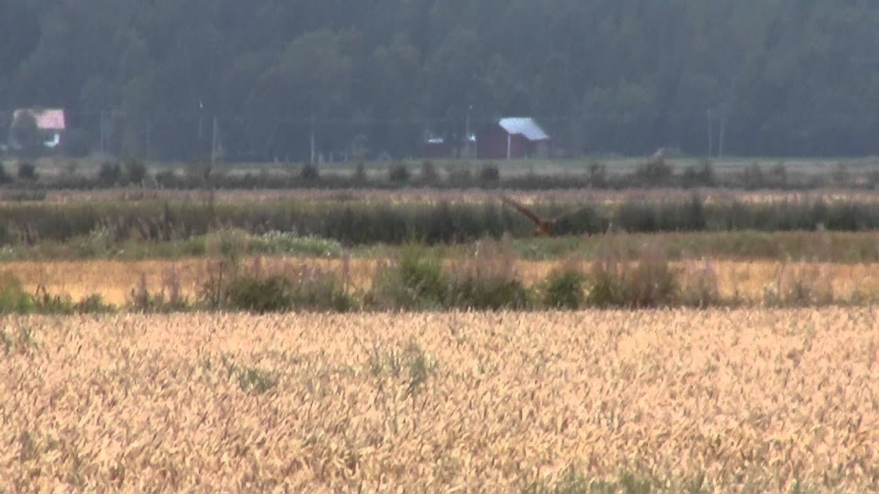 sinisuohaukka/ S&ouml;derfj&auml;rden 20.8.2011