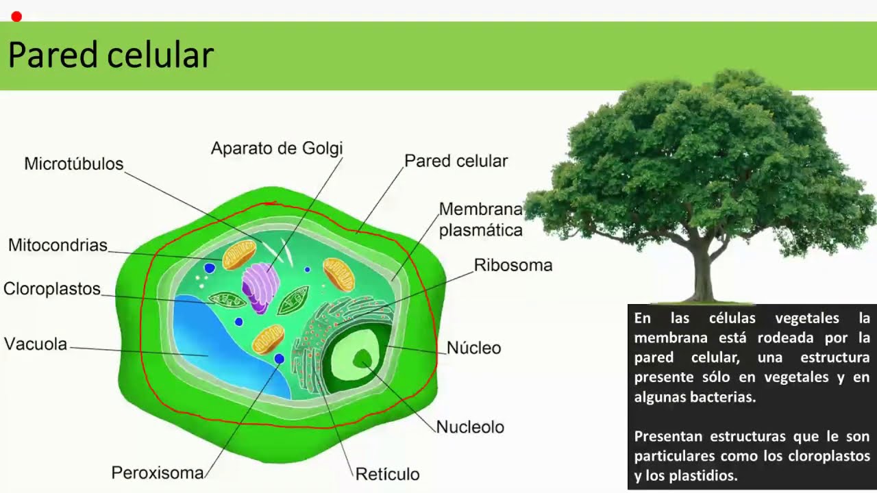Pared Celular