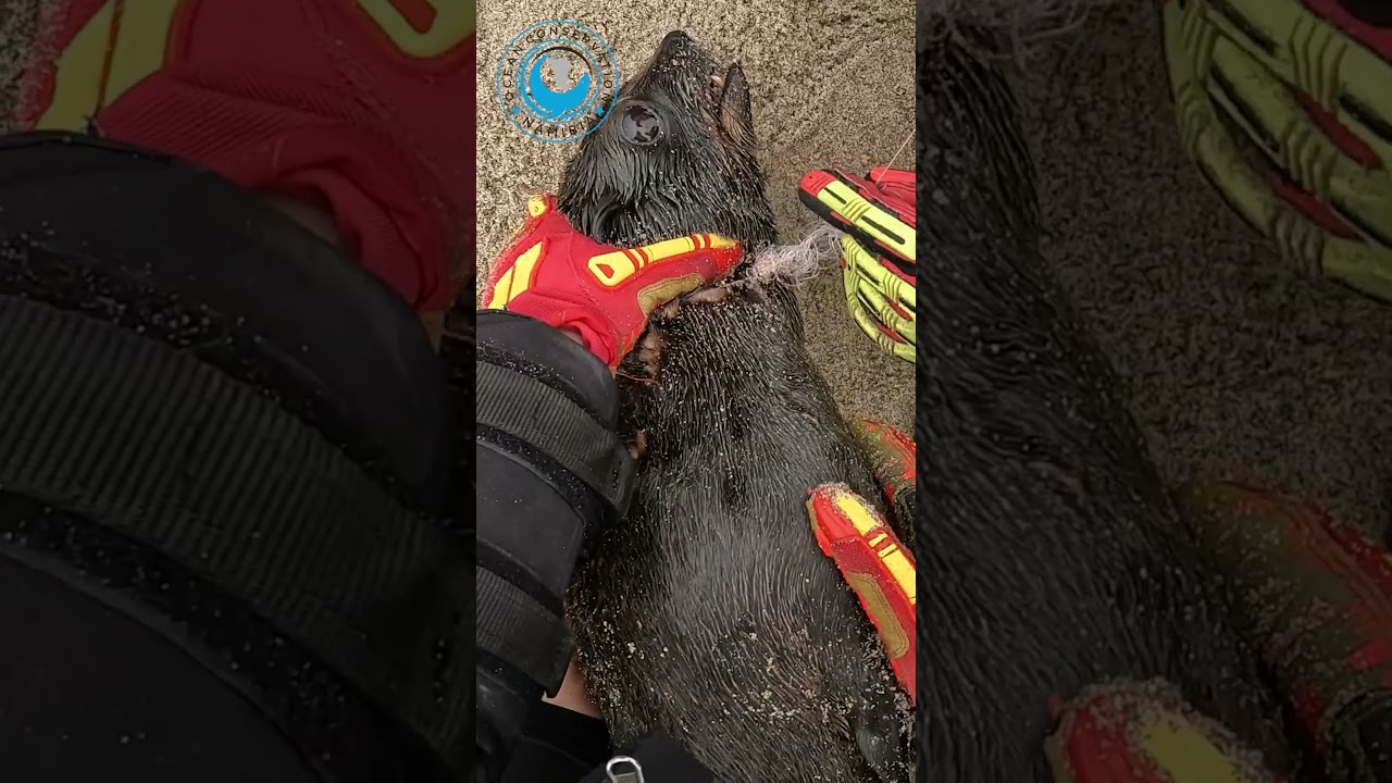 Feisty Seal Saved From Fishing Line #shorts #fishingline #fishingequipment #fishinggear