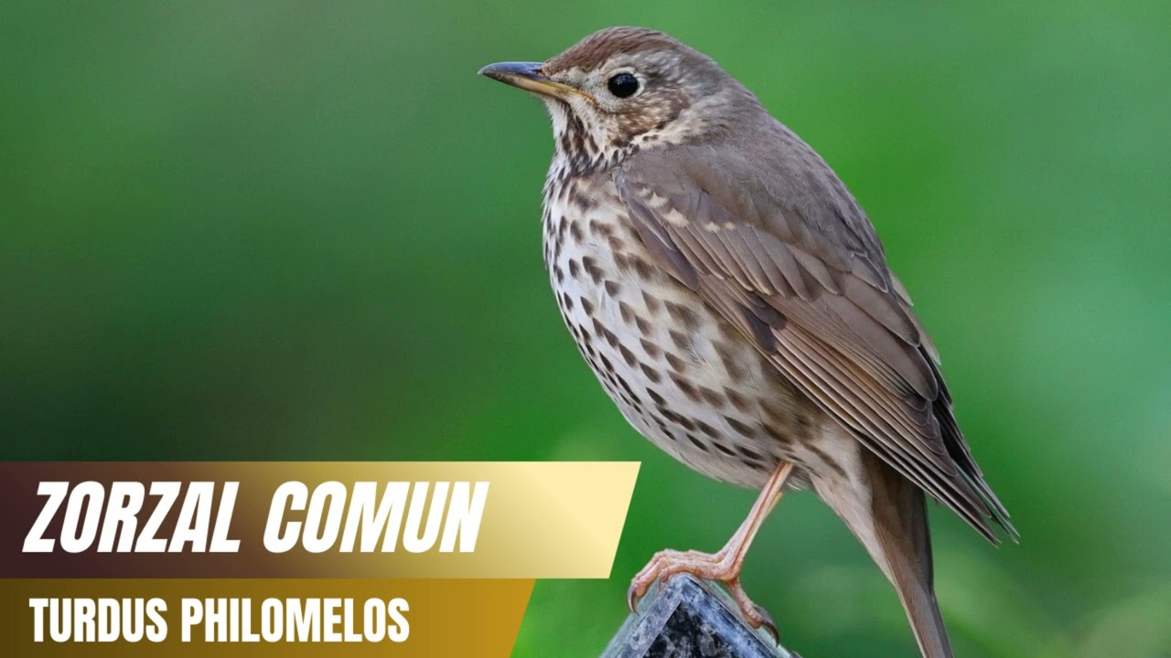 Canto del Zorzal Común (Turdus philomelos) 🍃🎶