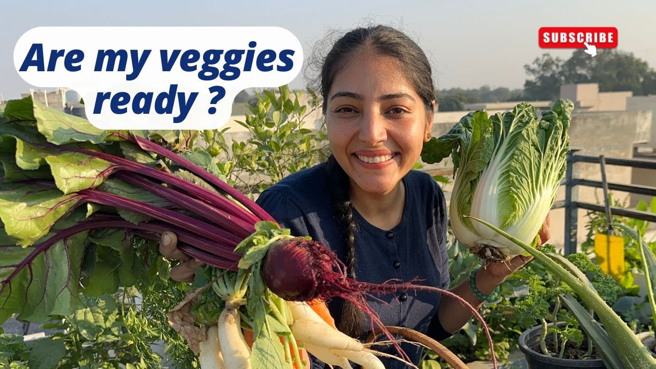 TIPS to harvest your homegrown veggies on time| Look at the harvest from my terrace garden WOW|