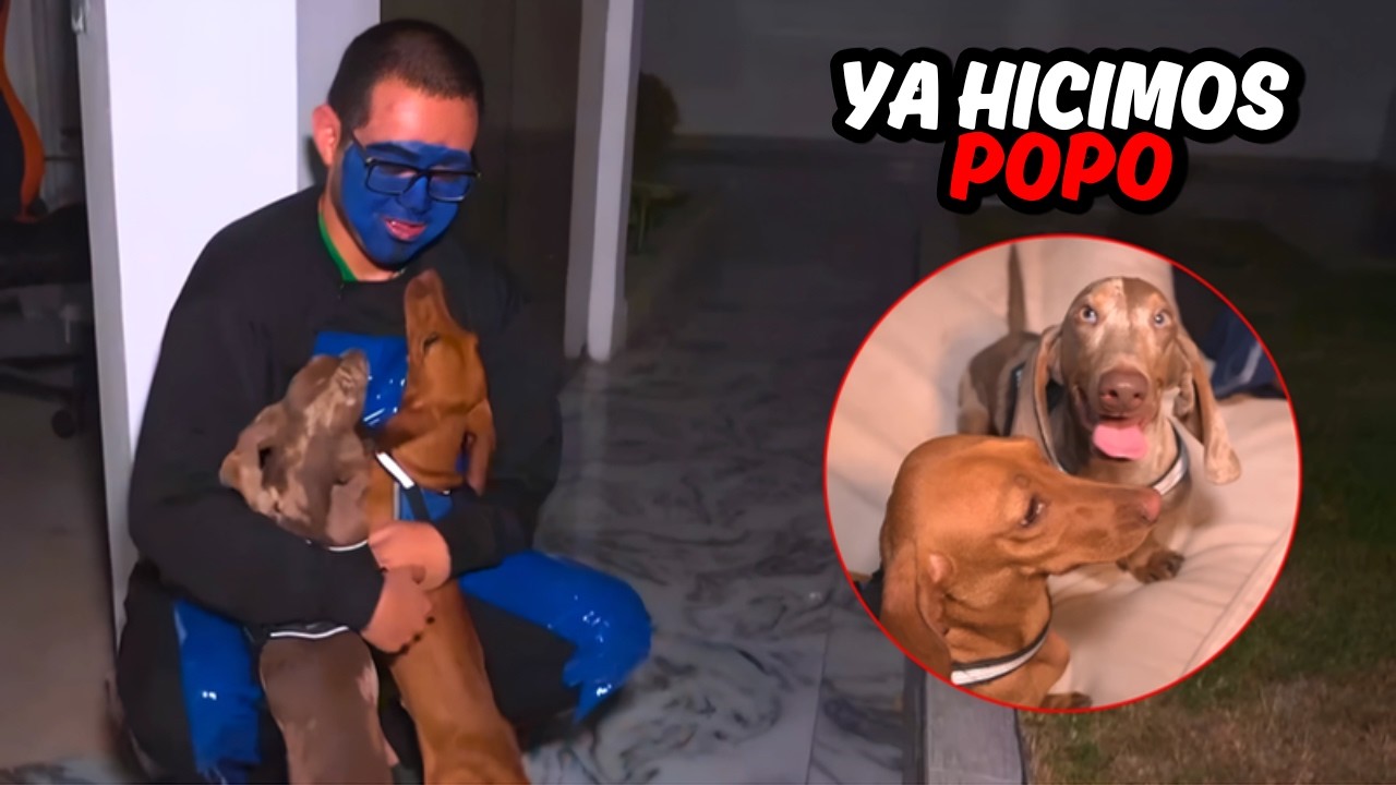 🐶 MOSTAZA Y MAYONESA CONOCEN LA NUEVA CASA DE SACHA🐕 