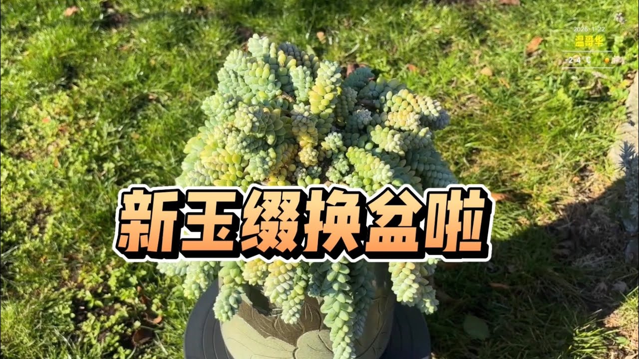 【多肉植物】新玉坠换盆啦😊