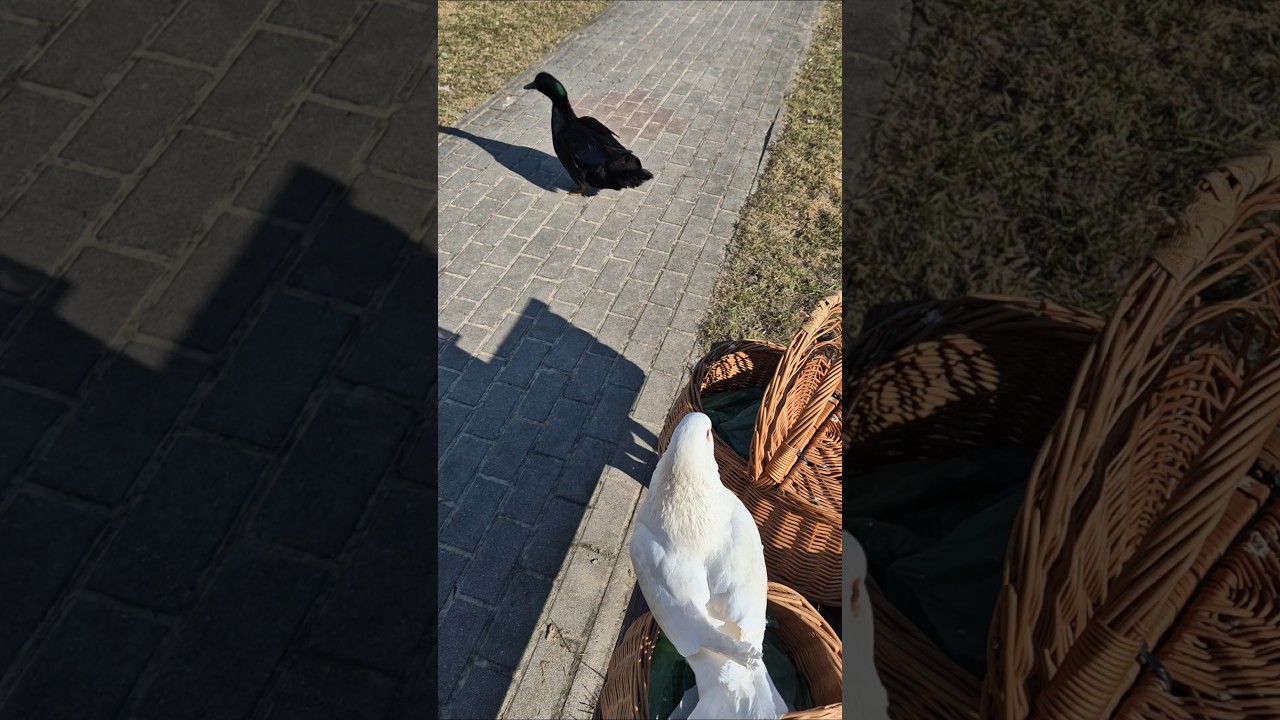 Kaczor Jerry i gołąb Pudzian szczęśliwi bo mają spacer #gołąb #kaczka #kaczor #zwierzęta #śmieszne