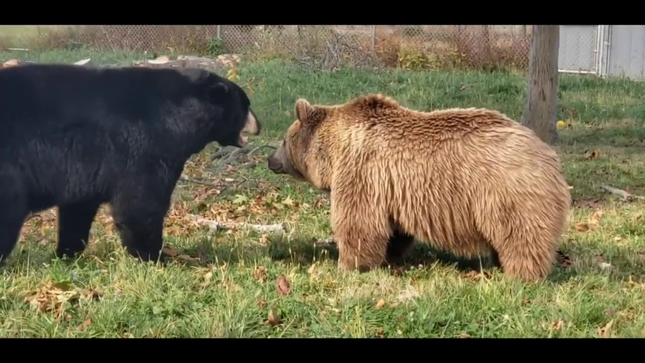 Black bears vs brown bear differences...