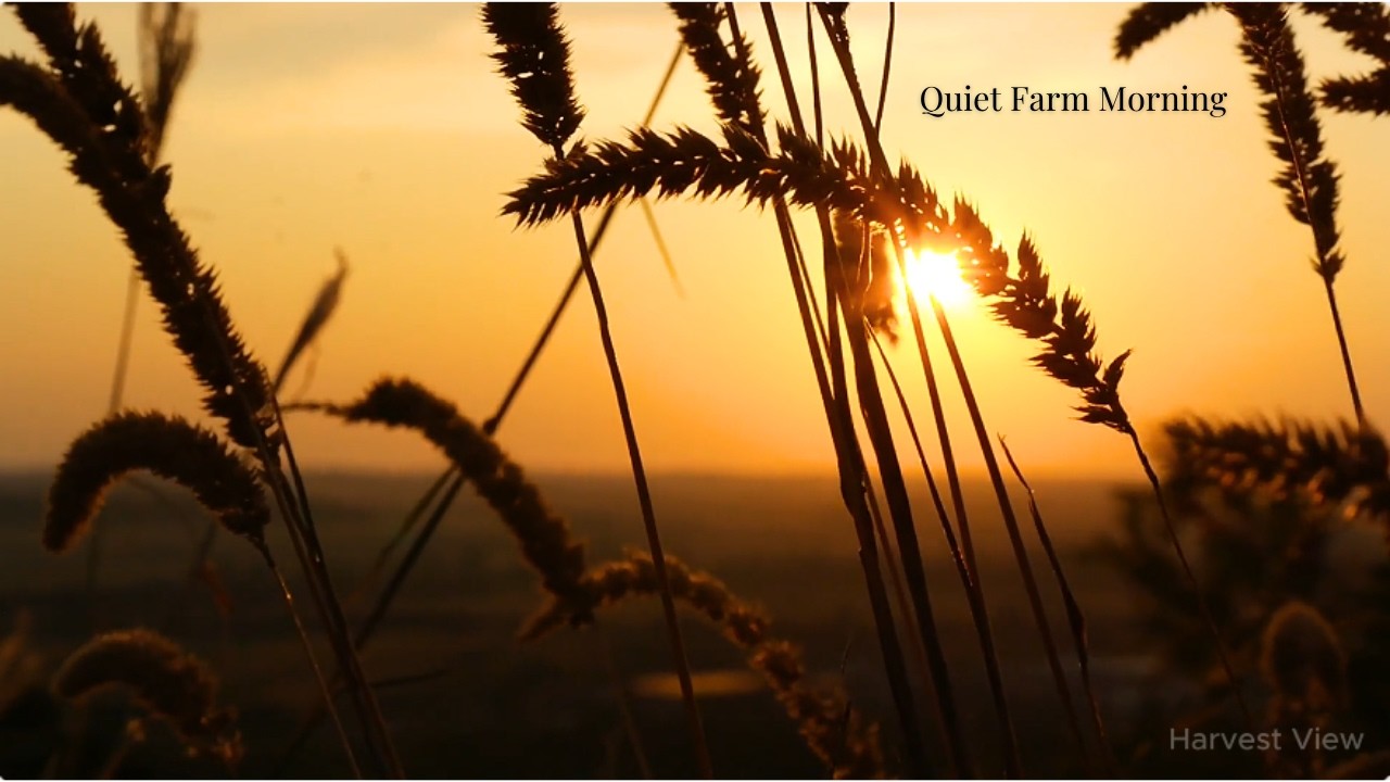 Quiet Farm Morning 🌾 Soft Birds & Sunrise Fields | Relaxing Nature Ambience
